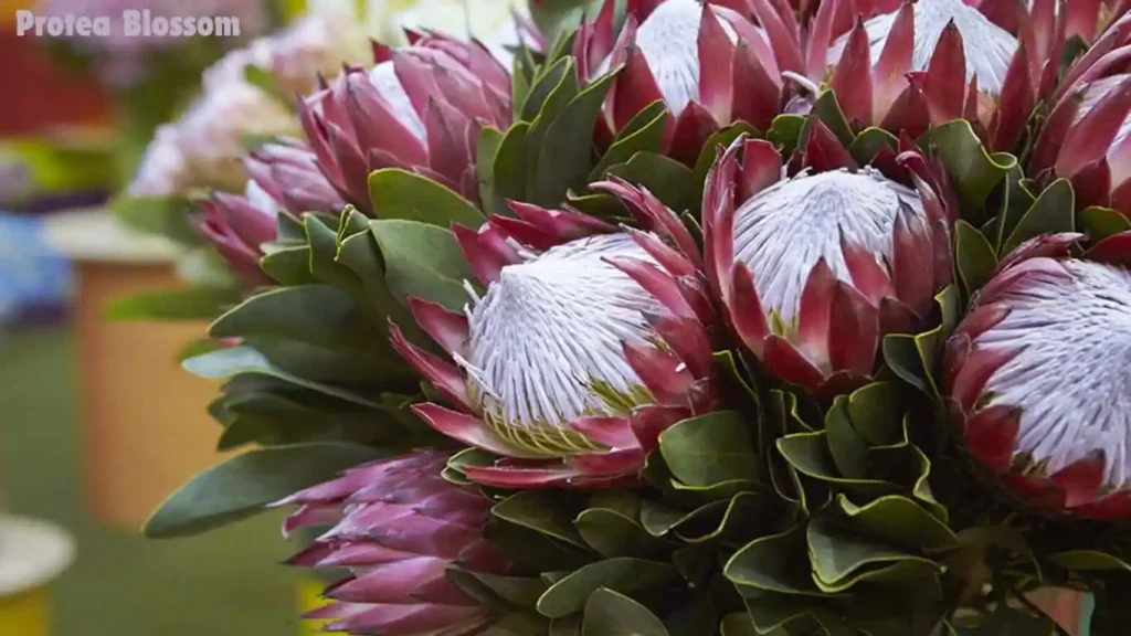 Protea Blossom