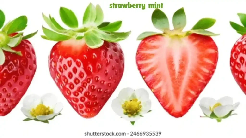 Strawberry mint 