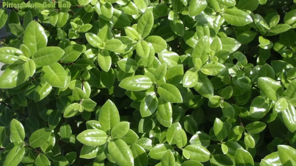 Pittosporum Golf Ball