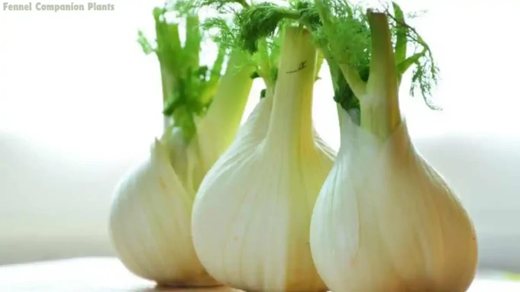 Fennel Companion Plants