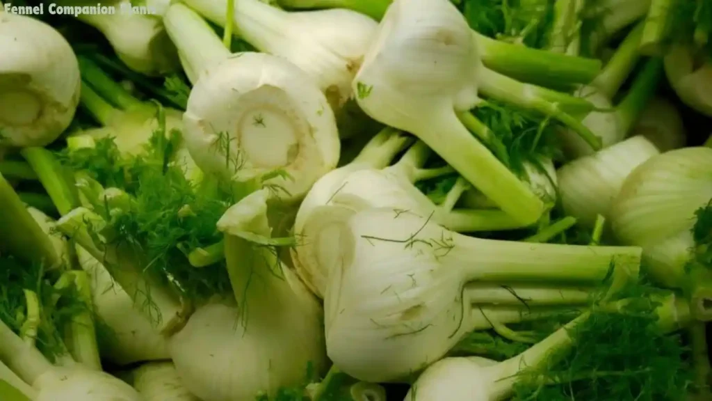 Fennel Companion Plants