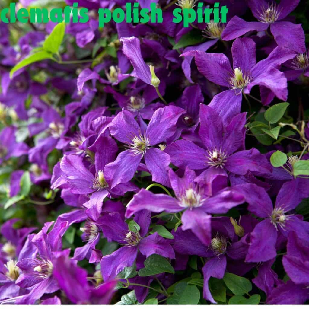 Clematis Polish Spirit