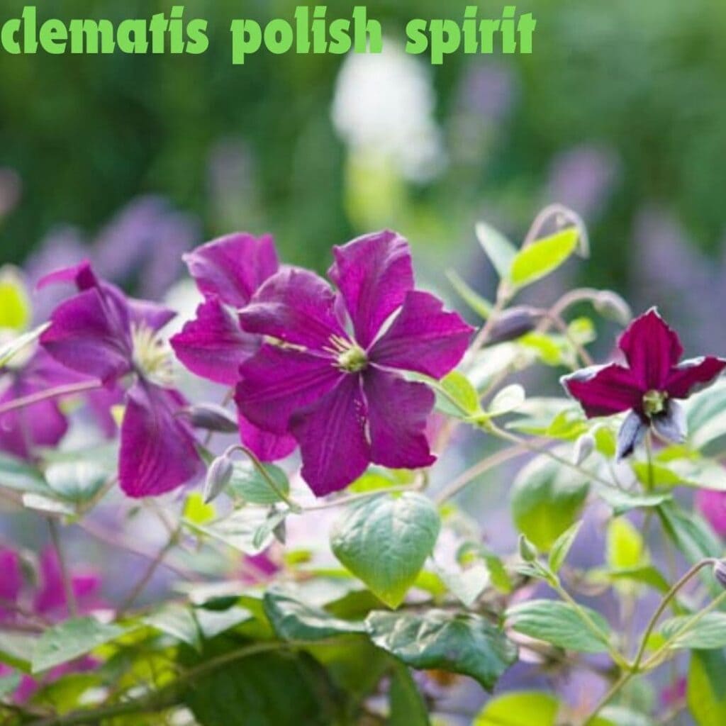 Clematis Polish Spirit