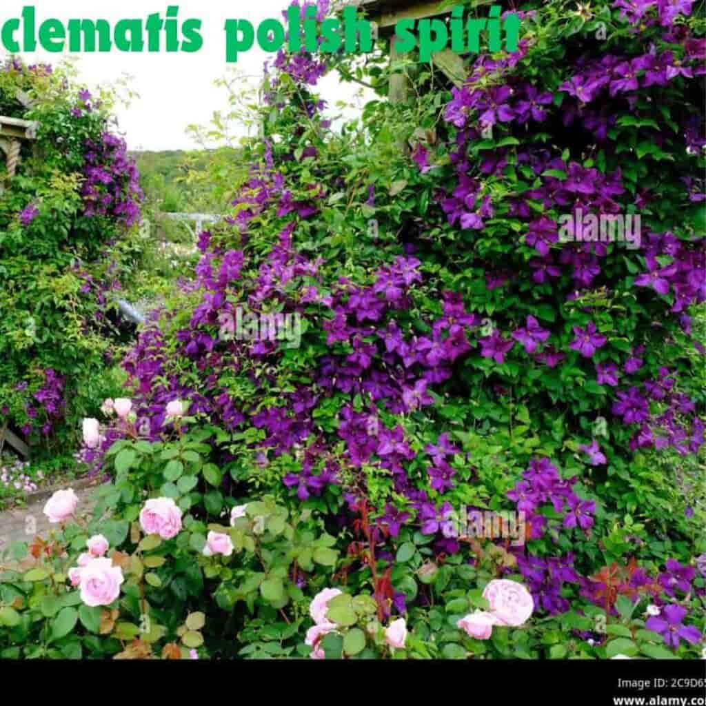 How to Grow Best Clematis Polish Spirit - Origin & Guide