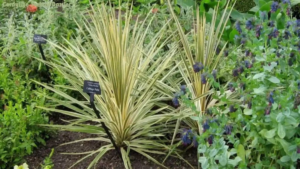 Cordyline Torbay Dazzler