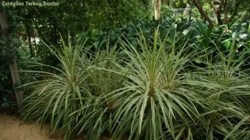 Cordyline Torbay Dazzler