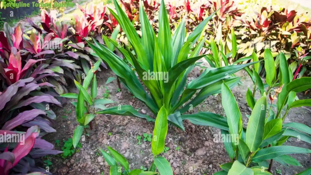 Cordyline Torbay Dazzler