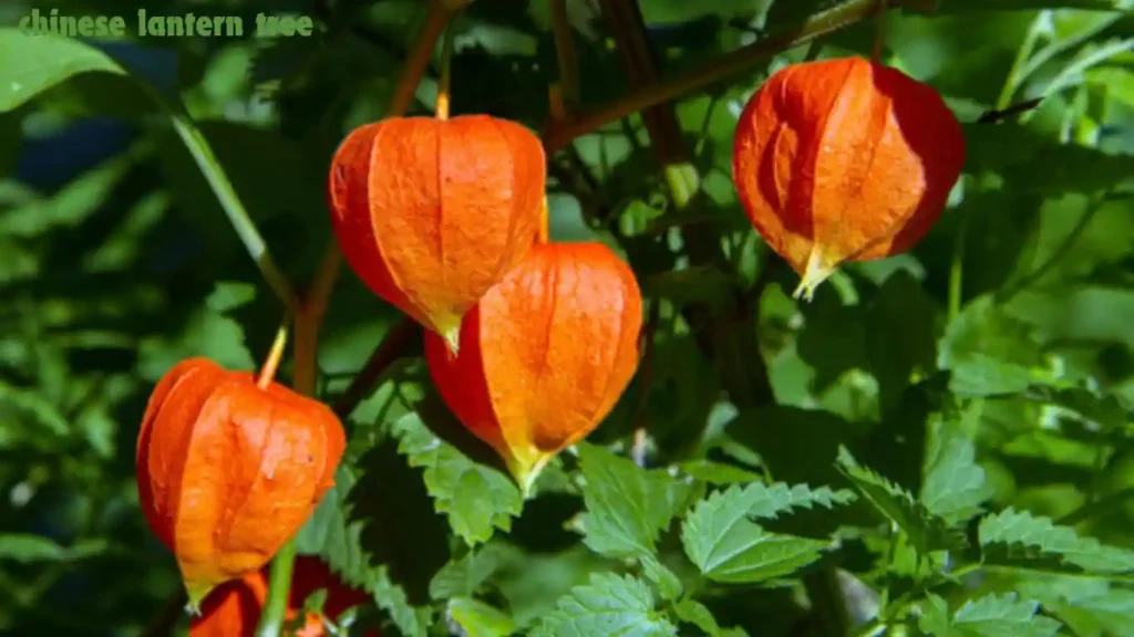 Chinese Lantern Tree