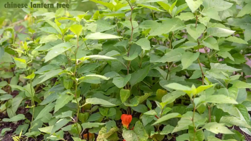 Chinese Lantern Tree