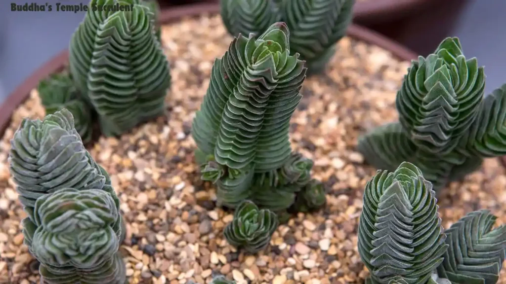 Buddha's Temple Succulent