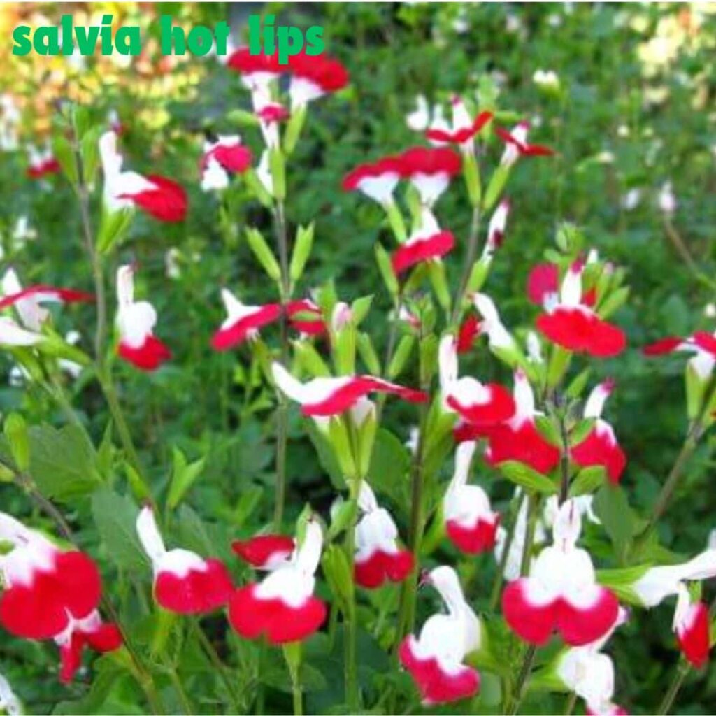 salvia hot lips