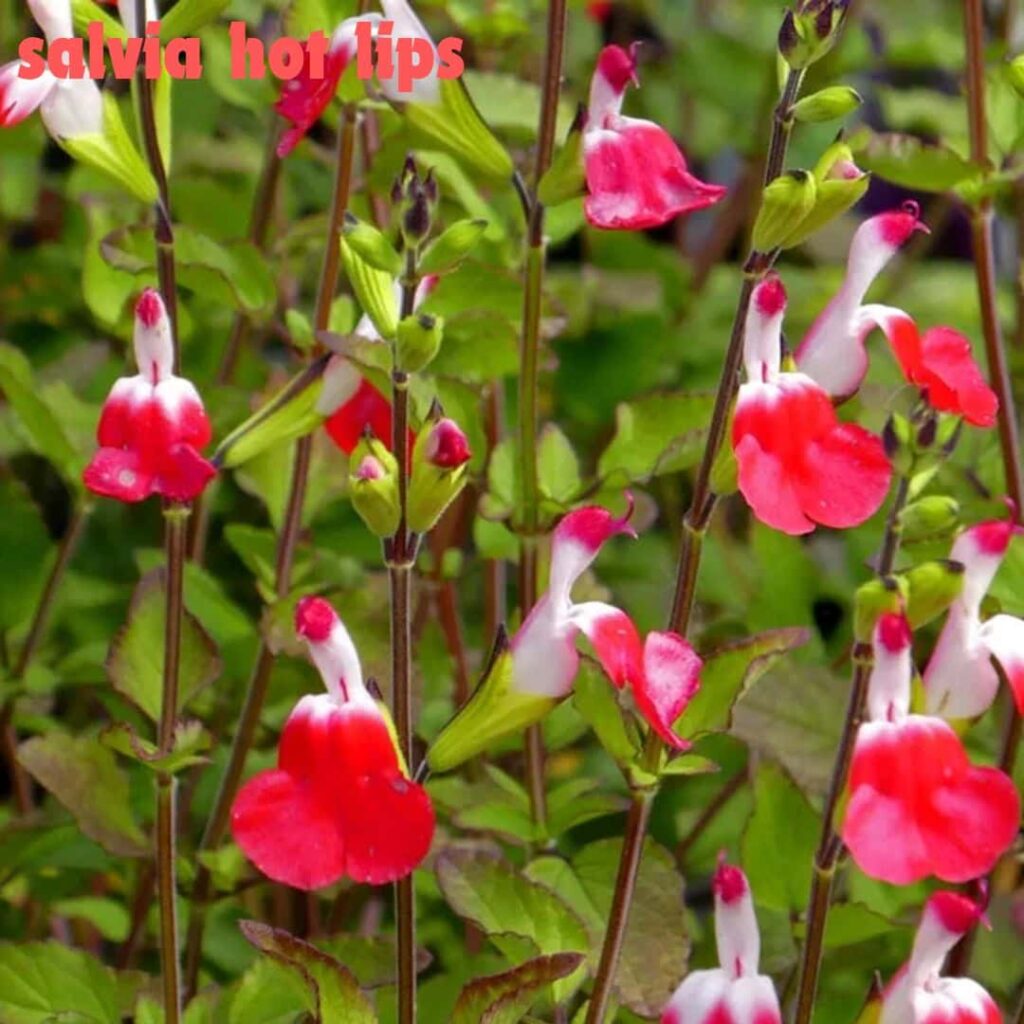 salvia hot lips