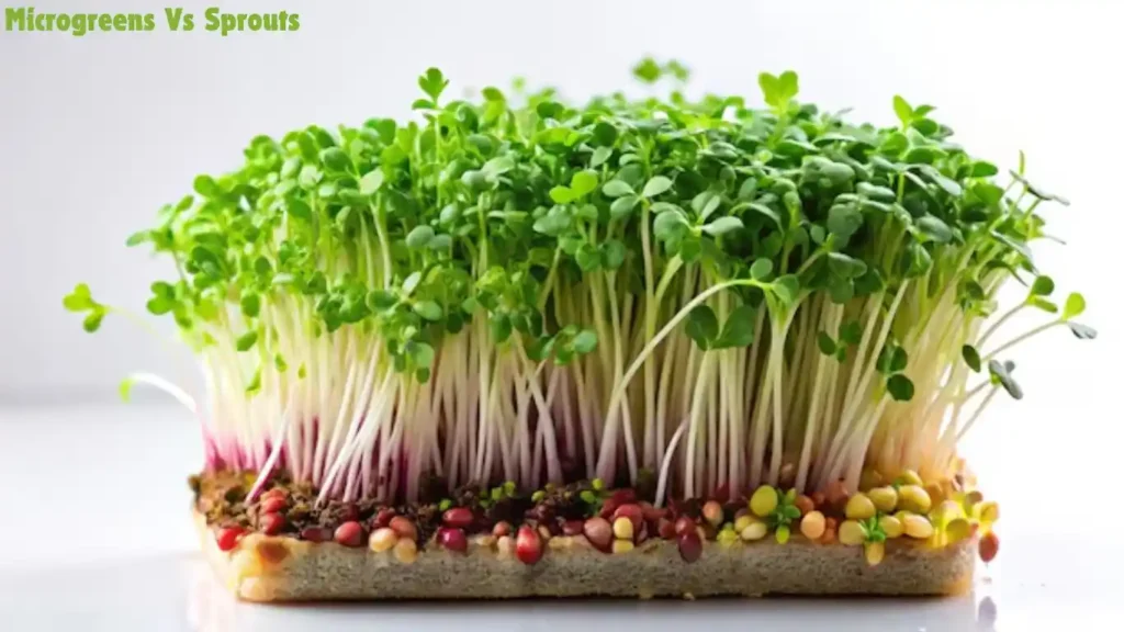 Microgreens Vs Sprouts