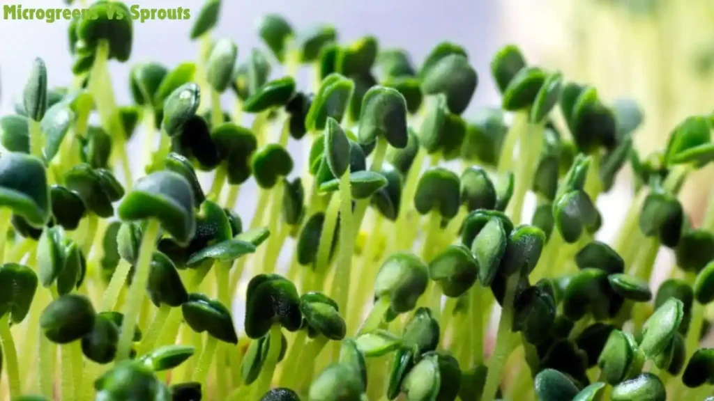 Microgreens Vs Sprouts