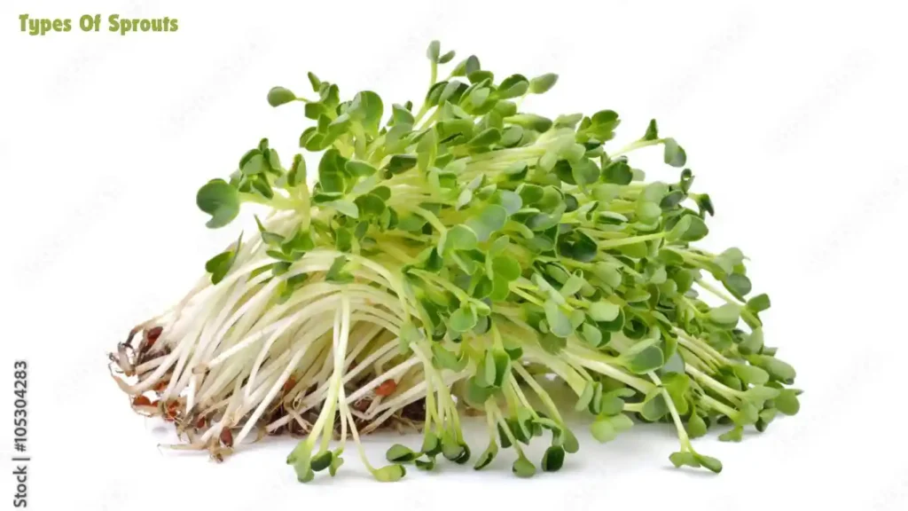 Types Of Sprouts