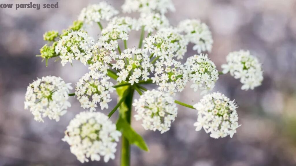 Cow Parsley Seed