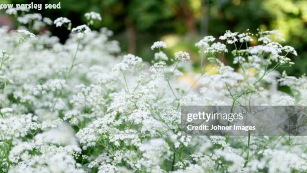 Cow Parsley Seed 