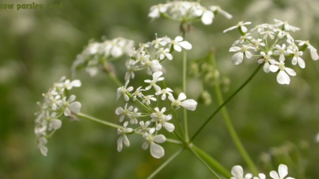 Cow Parsley Seed