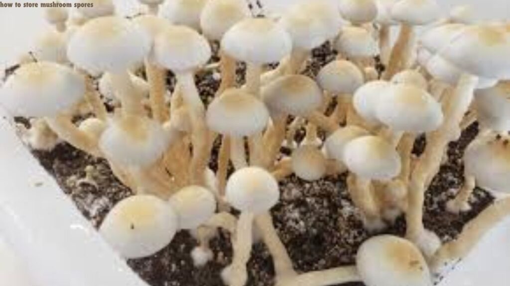 Store mushroom spores