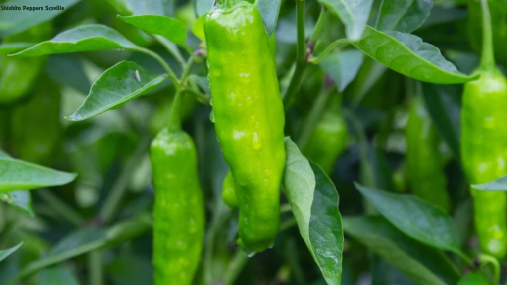 Shishito Peppers Scoville