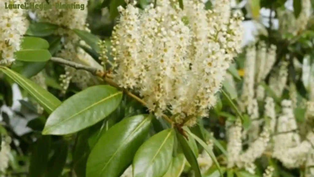 Laurel Hedge Planting