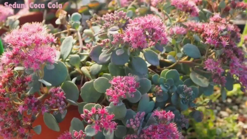 Sedum Coca Cola