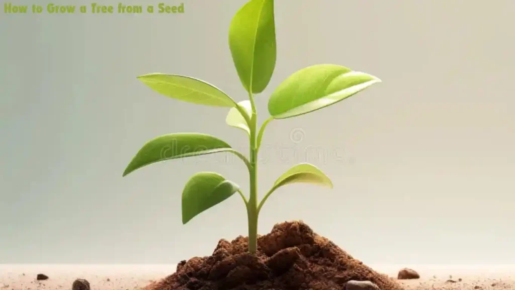 how to grow a tree from a seed