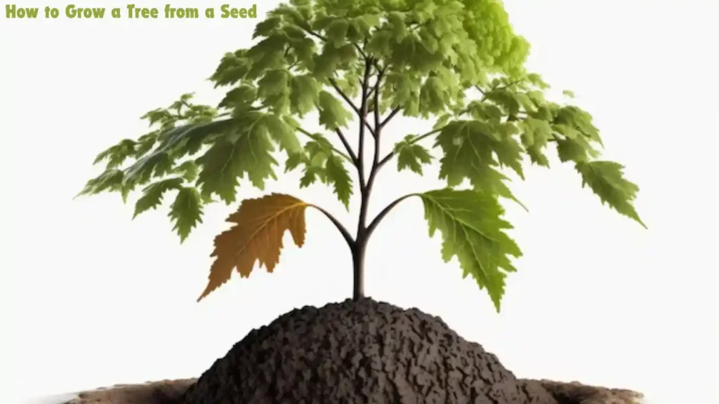 how to grow a tree from a seed