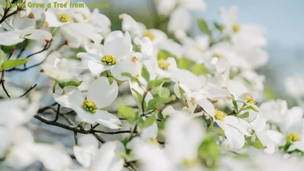 how to grow a tree from a seed