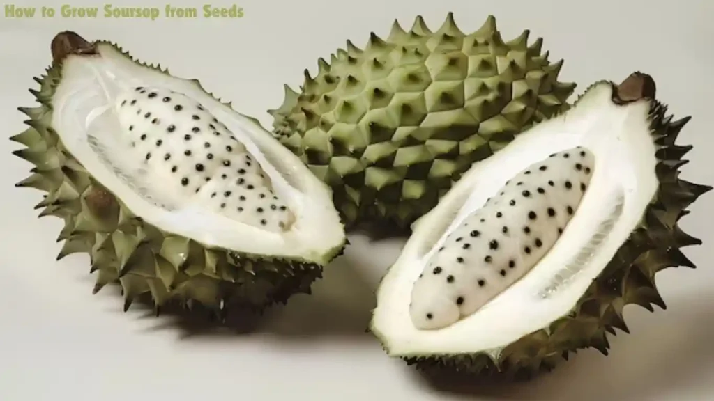 How to Grow Soursop from Seeds