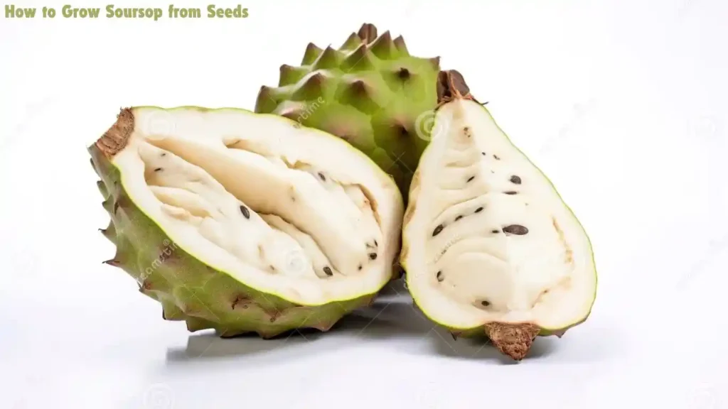 How to Grow Soursop from Seeds