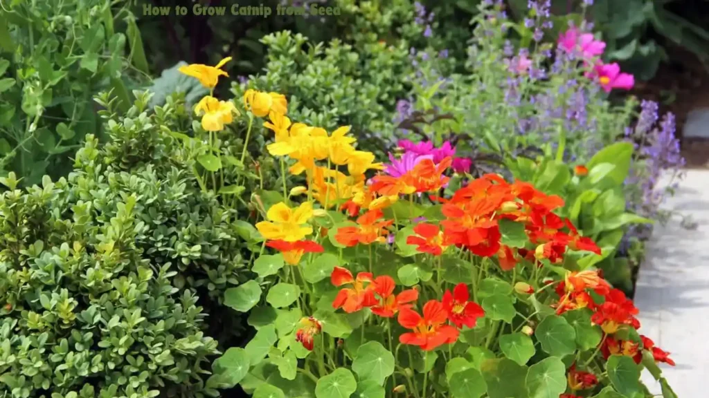 How to Grow Catnip from Seed