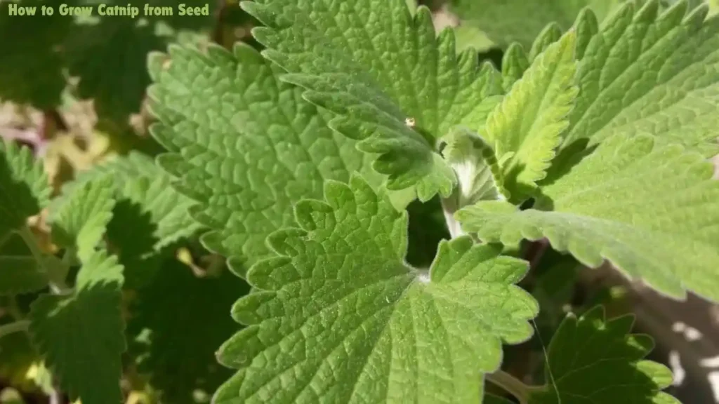 How to Grow Catnip from Seed