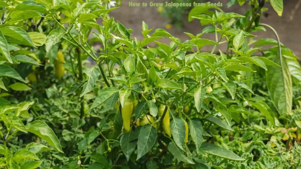 How to Grow Jalapenos from Seeds