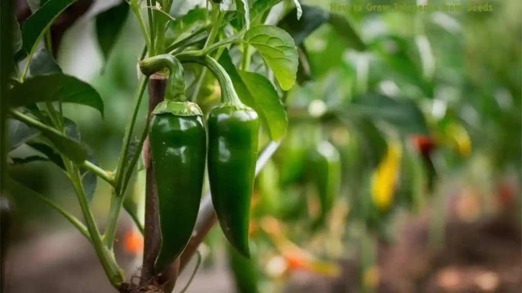 How to Grow Jalapenos from Seeds