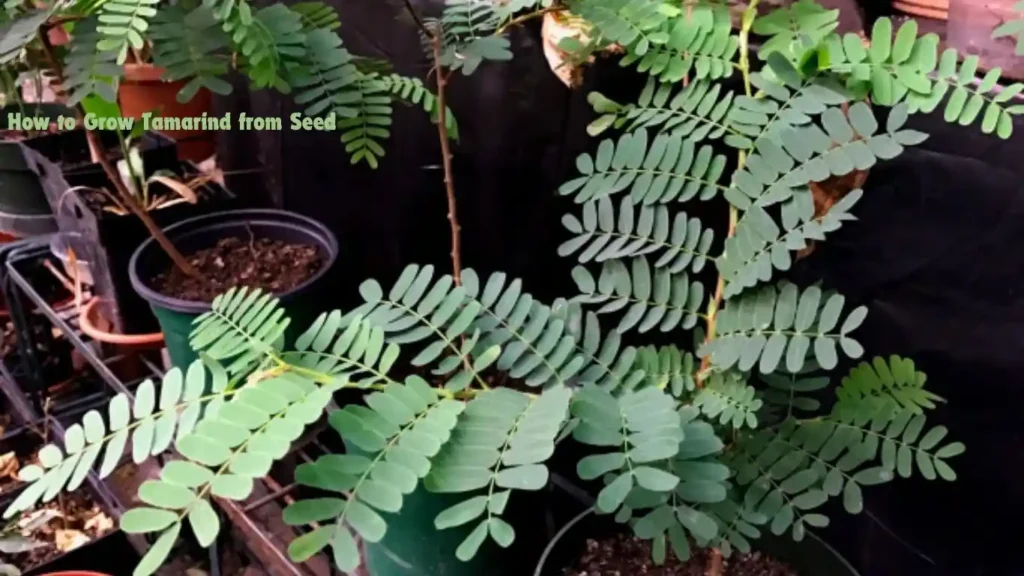 How to Grow Tamarind from Seed