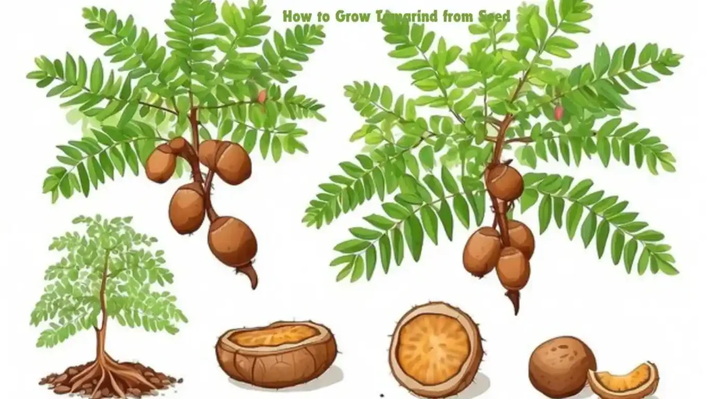 How to Grow Tamarind from Seed