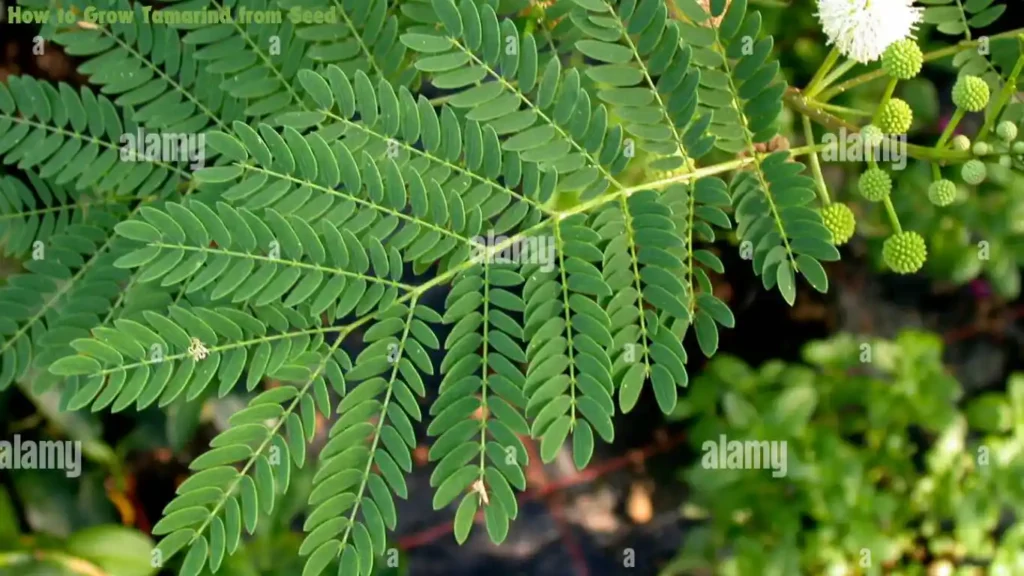 How to Grow Tamarind from Seed