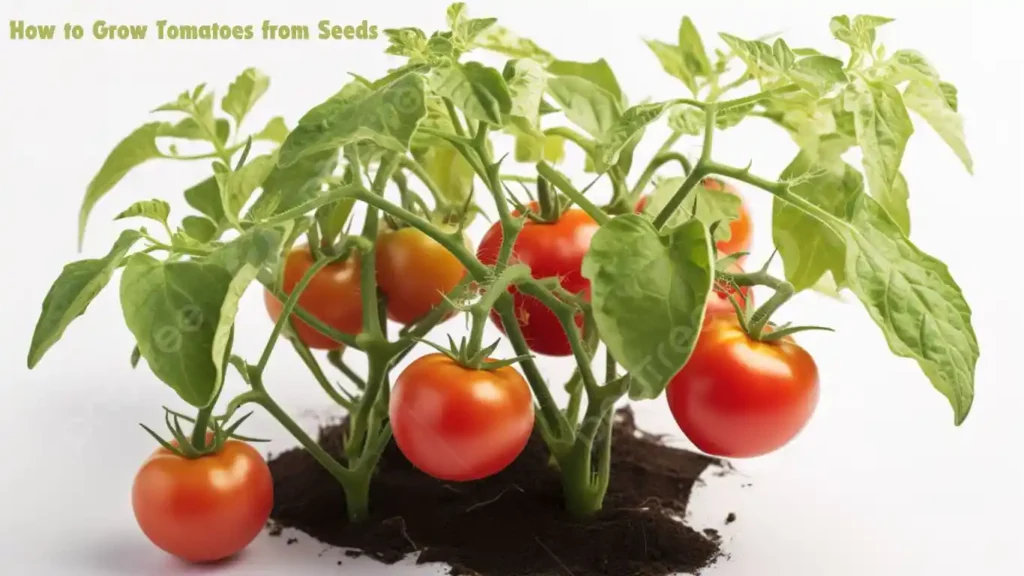 How to Grow Tomatoes from Seeds