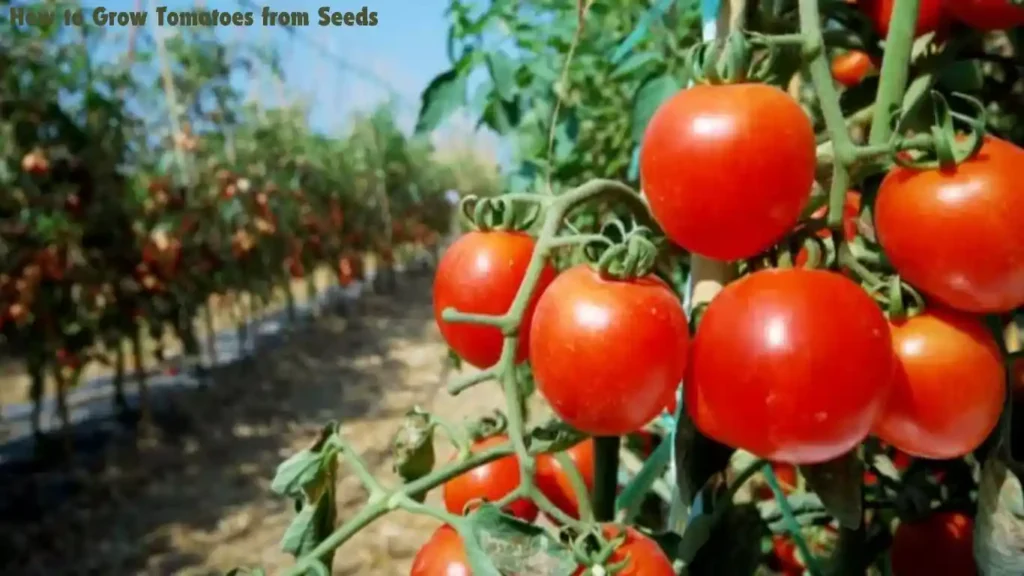 How to Grow Tomatoes from Seeds