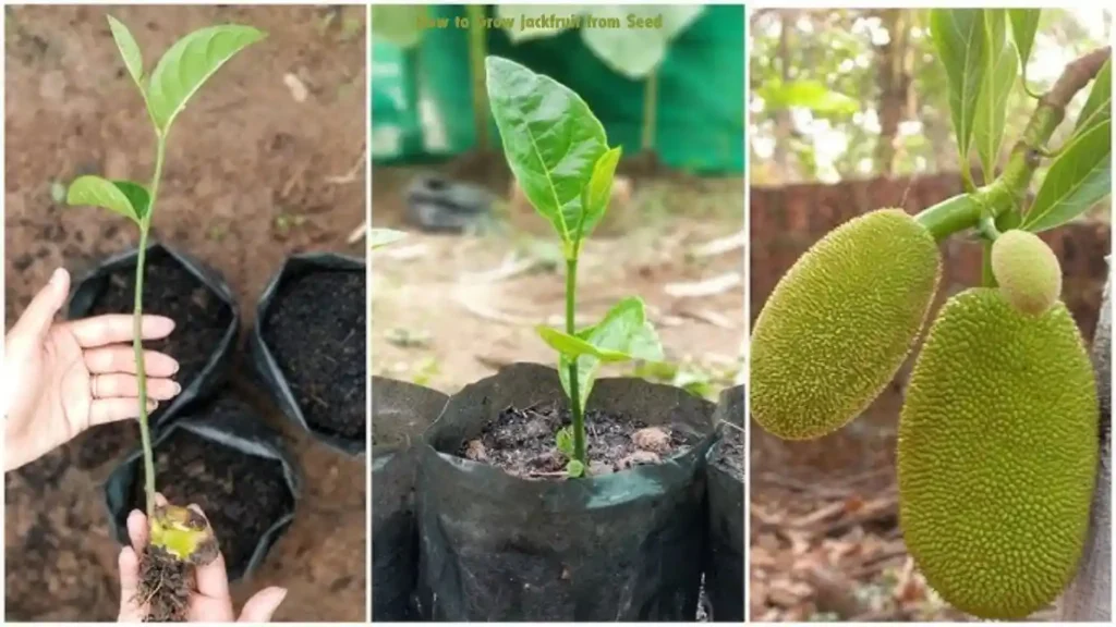 How to Grow jackfruit from Seed