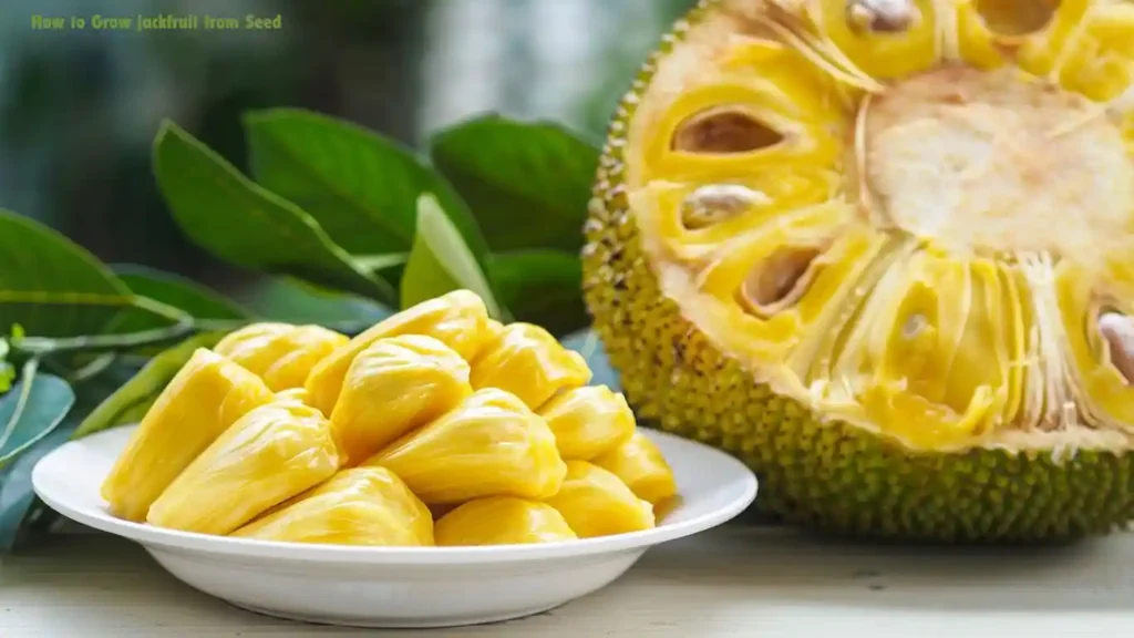 How to Grow jackfruit from Seed