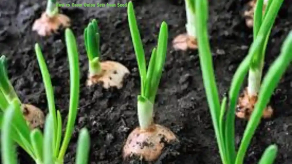 How to Grow Onion Sets from Seed