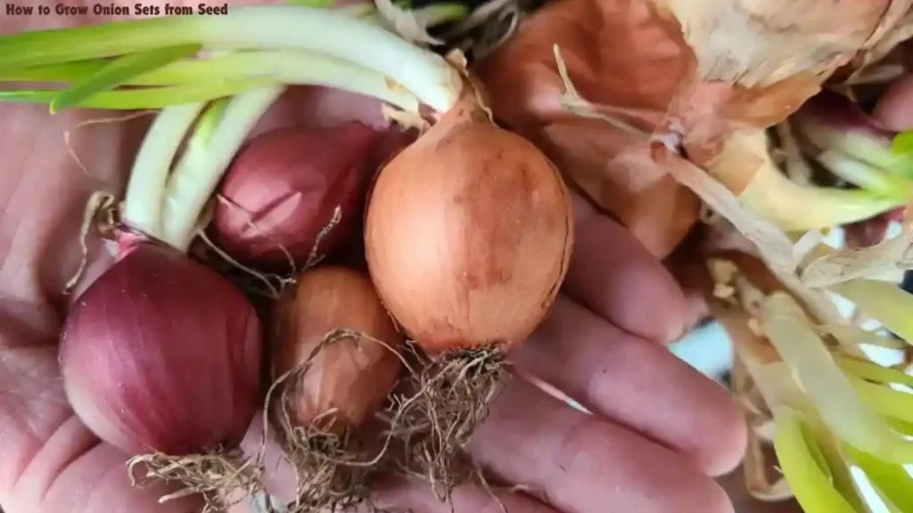 How to Grow Onion Sets from Seed