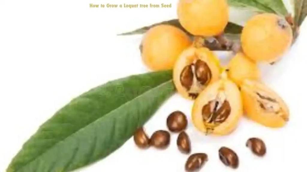 How to Grow a Loquat tree from Seed