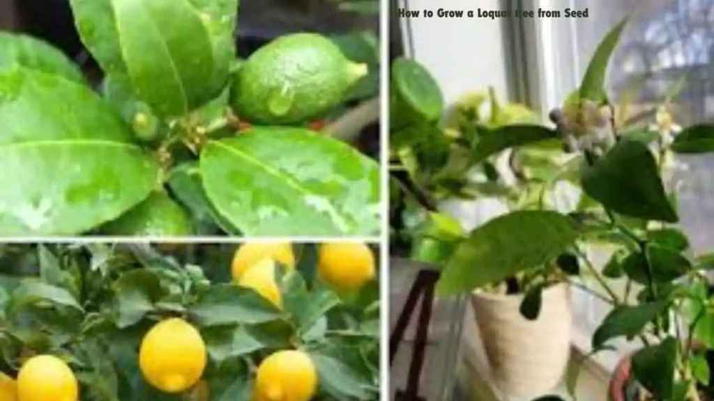 How to Grow a Loquat tree from Seed