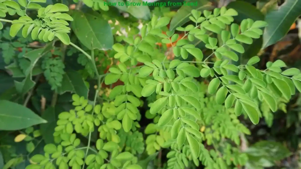 How to Grow Moringa from Seed