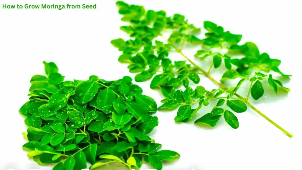 How to Grow Moringa from Seed