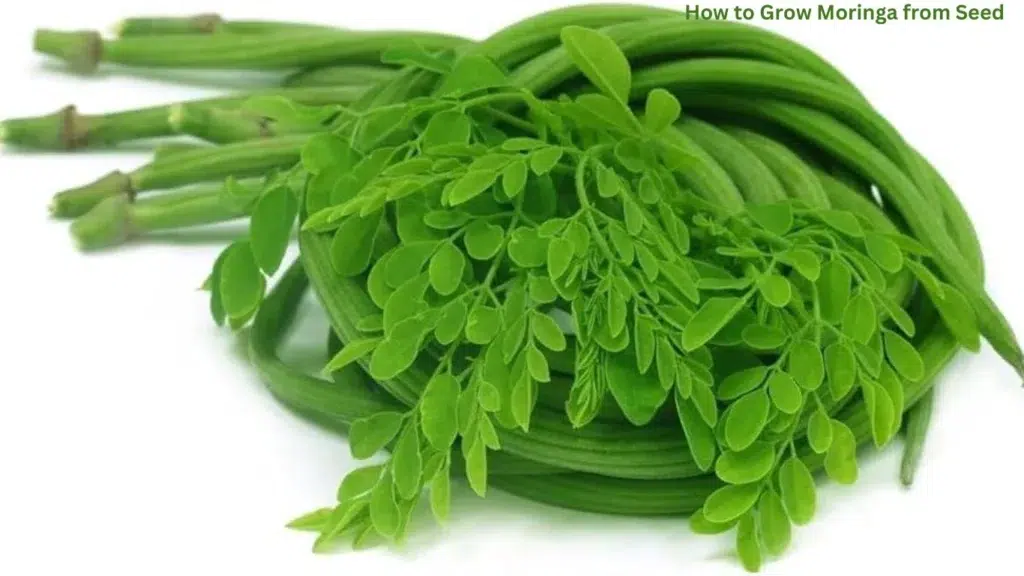 How to Grow Moringa from Seed