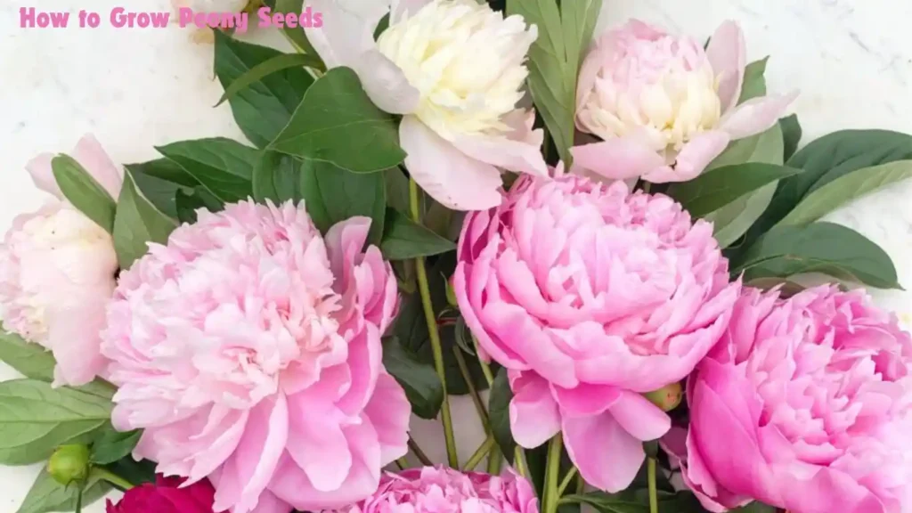 How to Grow Peony Seeds